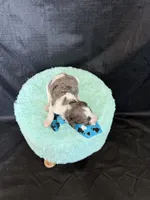 Akc Clear 🧬 tested Blue Merle Phantom Parti Boy Blue Tie, a male Poodle - Miniature  for sale in Campbell, TX – 10 of 10