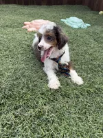 Akc Clear 🧬 Tested Blue Merle Phantom Parti Boy- Carries Brown, a male Poodle - Miniature  for sale in Campbell, TX – 5 of 10