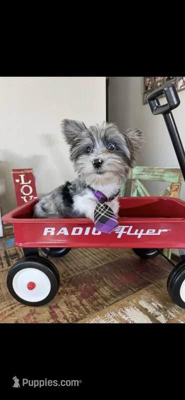 KB Blackberry Partial Blue eye