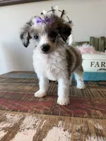 Akc Clear 🧬 Tested Blue Merle Phantom Parti 🩷, a female Poodle - Miniature  for sale in Campbell, TX – 6 of 10