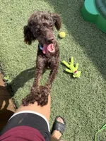 Akc Clear Chocolate Phantom Animal Genetics tested , a male Poodle - Miniature  for sale in Campbell, TX – 8 of 9