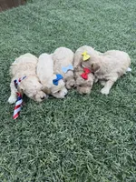 Maltipoo 🩷 Barbies Girl!, a female Maltipoo for sale in Campbell, TX – 4 of 6