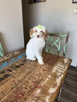 Akc Clear 🧬 Tested Chocolate Phantom Parti 🩷, a female Poodle - Miniature  for sale in Campbell, TX – 5 of 10