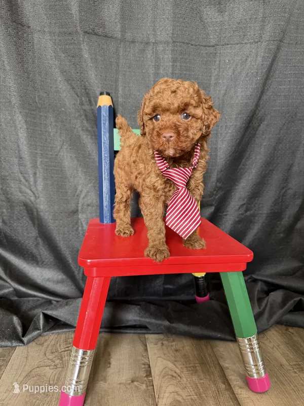 Akc Clear Red Toy Poodle Boy 💙 Brown Based – Poodle - Toy  puppy for sale in Campbell, TX