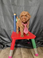 Akc Clear Red Toy Poodle Boy 💙 Brown Based, a male Poodle - Toy  for sale in Campbell, TX – 1 of 10