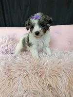 Akc Clear 🧬 Tested Blue Merle Phantom Parti 🩷, a female Poodle - Miniature  for sale in Campbell, TX – 2 of 10