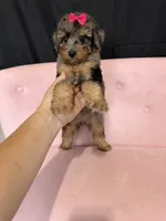 Akc Clear 🧬 Tested Blue Merle Phantom 🩷, a female Poodle - Miniature  for sale in Campbell, TX – 10 of 10
