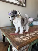 Akc Clear 🧬 Tested Blue Merle Phantom Parti 🩷, a female Poodle - Miniature  for sale in Campbell, TX – 5 of 10