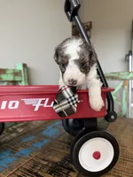Akc Clear 🧬 tested Blue Merle Parti Stripes Tie, a male Poodle - Miniature  for sale in Campbell, TX – 3 of 10