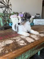 Akc Clear 🧬 Tested Blue Merle Phantom Parti 🩷, a female Poodle - Miniature  for sale in Campbell, TX – 4 of 10