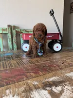Akc Red Poodle Boy 💙, a male Poodle - Toy  for sale in Campbell, TX – 3 of 10