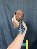 Akc Red Toy Poodle Boy Blue Tie, a male Poodle - Toy  for sale in Campbell, TX – 8 of 9