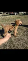 Akc Clear 🧬 Tested Red Phantom bb 💙- Small Moyen, a male Poodle - Standard  for sale in Campbell, TX – 9 of 10