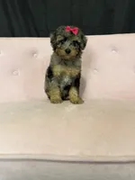 Akc Clear 🧬 Tested Blue Merle Phantom 🩷, a female Poodle - Miniature  for sale in Campbell, TX – 5 of 10