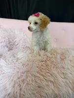 Akc Clear 🧬 Tested Chocolate Phantom Parti 🩷, a female Poodle - Miniature  for sale in Campbell, TX – 9 of 10