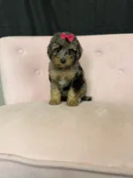 Akc Clear 🧬 Tested Blue Merle Phantom 🩷, a female Poodle - Miniature  for sale in Campbell, TX – 2 of 10