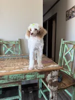 Akc Clear 🧬 Tested Chocolate Phantom Parti 🩷, a female Poodle - Miniature  for sale in Campbell, TX – 4 of 10