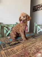 Akc 🧬 Clear Bred the Color Red Boy, a male Poodle - Miniature  for sale in Campbell, TX – 3 of 6