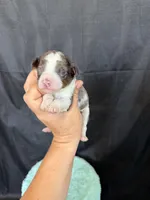 Akc Clear 🧬 tested Blue Merle Phantom Parti Boy Blue Tie, a male Poodle - Miniature  for sale in Campbell, TX – 3 of 10