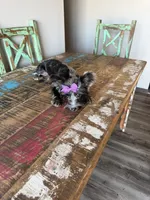 Blue Merle Yorkie Jolie 🩷, a female Yorkshire Terrier for sale in Campbell, TX – 4 of 10