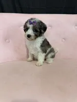 Akc Clear 🧬 Tested Blue Merle Phantom Parti, a female Poodle - Miniature  for sale in Campbell, TX – 1 of 10