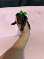 Akc Clear 🧬 tested Chocolate Phantom 🩷, a female Poodle - Miniature  for sale in Campbell, TX – 10 of 10