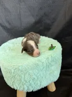 Akc Clear 🧬 tested Blue Merle Phantom Parti Girl, a female Poodle - Miniature  for sale in Campbell, TX – 10 of 10