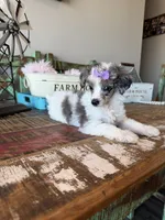 Akc Clear 🧬 Tested Blue Merle Phantom Parti 🩷, a female Poodle - Miniature  for sale in Campbell, TX – 8 of 10