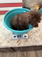 Akc Luke, a male Poodle - Toy  for sale in Campbell, TX – 3 of 6