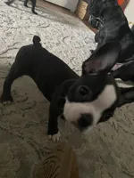 Sweet pea , a female Frenchton for sale in Cincinnati, OH – Photo 3 of 3