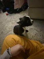 Sweet pea , a female Frenchton for sale in Cincinnati, OH – Photo 1 of 3