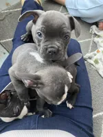 Joey, a male Frenchton for sale in Cincinnati, OH – Photo 3 of 5