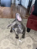 Joey, a male Frenchton for sale in Cincinnati, OH – Photo 4 of 5