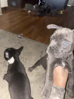 Joey, a male Frenchton for sale in Cincinnati, OH – Photo 5 of 5