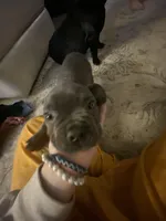 Joey, a male Frenchton for sale in Cincinnati, OH – Photo 1 of 5