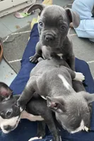 Joey, a male Frenchton for sale in Cincinnati, OH – Photo 2 of 5