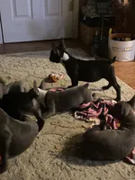 Lucy, a female Frenchton for sale in Cincinnati, OH – Photo 2 of 2