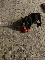Lucy, a female Frenchton for sale in Cincinnati, OH – Photo 1 of 2