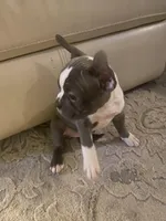 Lily, a female Frenchton for sale in Cincinnati, OH – Photo 4 of 4