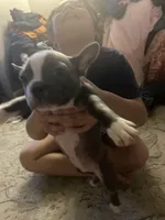 Lily, a female Frenchton for sale in Cincinnati, OH – Photo 1 of 4