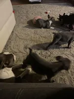 Big boy , a male Frenchton for sale in Cincinnati, OH – Photo 1 of 3