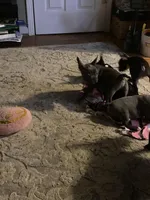 Big boy , a male Frenchton for sale in Cincinnati, OH – Photo 2 of 3