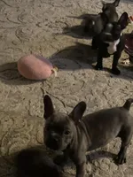 Big boy , a male Frenchton for sale in Cincinnati, OH – Photo 3 of 3