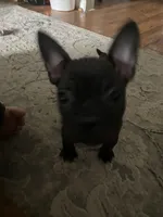 Sammy, a male Frenchton for sale in Cincinnati, OH – Photo 2 of 4