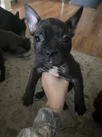 Sammy, a male Frenchton for sale in Cincinnati, OH – Photo 3 of 4