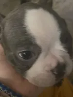 Frenchton puppy, a male Frenchton for sale in Cincinnati, OH – Photo 1 of 5