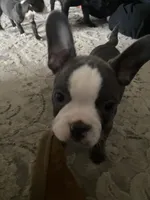 Frenchton puppy, a male Frenchton for sale in Cincinnati, OH – Photo 4 of 5