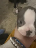 Frenchton puppy, a male Frenchton for sale in Cincinnati, OH – Photo 2 of 5