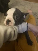 Frenchton puppy, a male Frenchton for sale in Cincinnati, OH – Photo 3 of 5