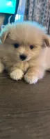 Pomeranian , a female Pomeranian for sale in Bakersfield, CA – 2 of 2